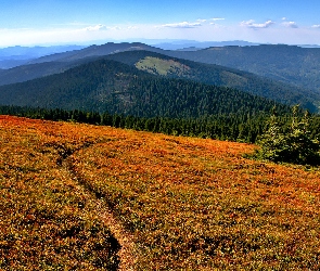 Ścieżka, Pilsko, Łąka, Szczyt, Beskid Żywiecki, Góry, Polska, Las