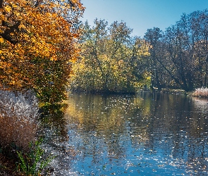 Staw, Trawa, Drzewa, Park, Jesień