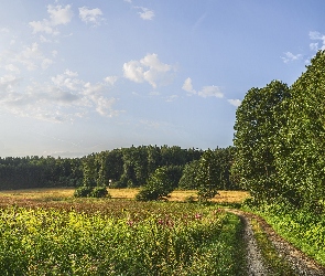 Roślinność, Łąki, Wiejska, Słoneczniki, Drzewa, Lato, Droga