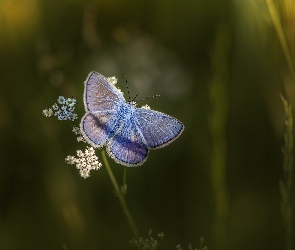 Niebieski, Modraszek ikar, Motyl