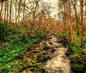 Drzewa, Trawa, Kamienie, Rzeka, Las