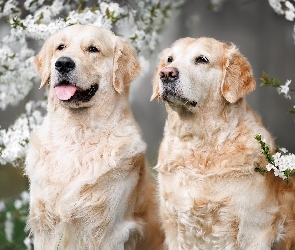 Golden retriever, Kwiaty, Gałązki, Dwa, Psy