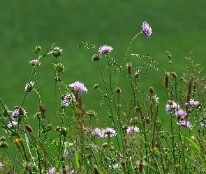 Kwiaty, Driakiew