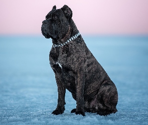 Cane corso, Lód, Pies