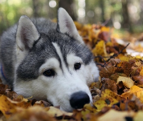 Liście, Siberian Husky