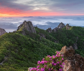 Park Narodowy Wolchulsan, Sosna, Góry Wolchulsan, Skały, Wschód słońca, Różanecznik, Korea Południowa, Mgła