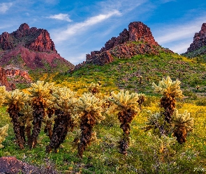 Kaktusy cholla, Skały, Arizona, Stany Zjednoczone, Oatman, Góry