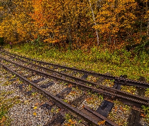 Drzewa, Las, Tory kolejowe, Jesień