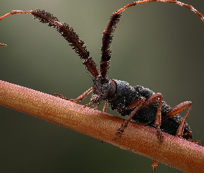 Makro, Cribragapanthia scutellata, Owad, Chrząszcz