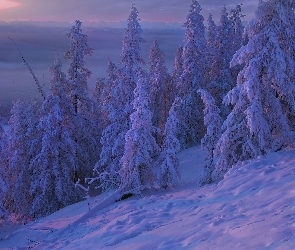 Zima, Śnieg, Drzewa, Ośnieżone, Poranek