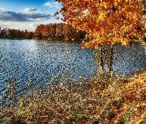 Trawa, Liście, Jezioro, Jesień, Drzewa, Żółte