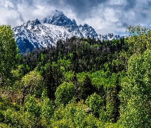 Las, Mount Sneffels, Kolorado, Drzewa, San Juan Mountains, Stany Zjednoczone, Góry