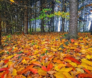 Liście, Pożółkłe, Las, Jesień, Drzewa, Kolorowe