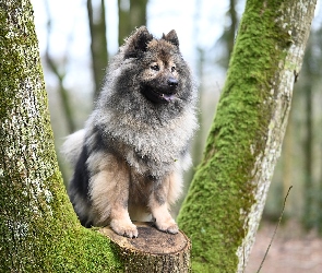 Szpic eurasier, Drzewo, Pies