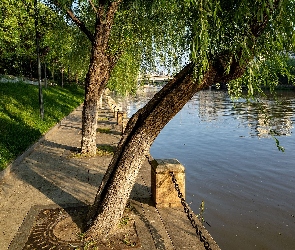 Drzewa, Bulwar, Rzeka