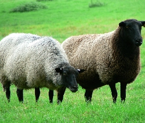 Owce, Łąka