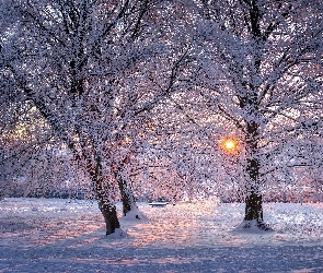 Park, Zachód słońca, Śnieg, Drzewa, Zima
