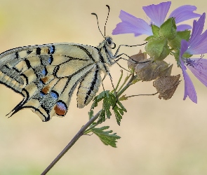 Paź królowej, Zbliżenie, Ślaz zaniedbany, Kwiat, Motyl