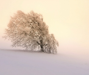 Wzgórze, Mgła, Śnieg, Drzewo