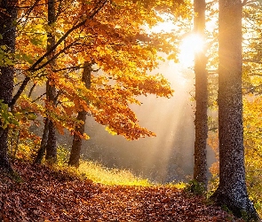 Przebijające światło, Mgła, Drzewa, Jesień, Liście, Ścieżka