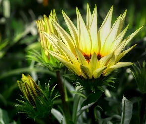 Gazania, Pąki, Kwiat
