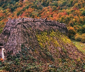 Strzecha, Ziemianka, Las, Rośliny, Drzewa, Jesień, Kolorowe