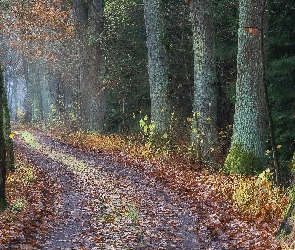 Drzewa, Liście Trawa, Las, Droga