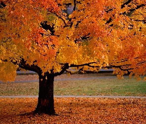 Drzewo, żółte Liście, Jesień