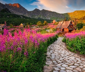 Kwiaty, Chmury, Góry, Domy, Wierzbówka kiprzyca, Polska, Tatry, Tatrzański Park Narodowy, Drewniane, Hala Gąsienicowa, Droga