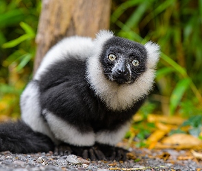 Lemur, Spojrzenie