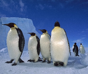 Pingwiny, śnieg, góra
