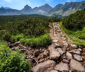 Ścieżka, Hala Gąsienicowa, Góry, Polska, Tatry, Dolina