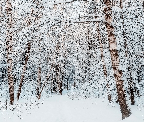 Brzozy, Ośnieżone, Śnieg, Zima, Las, Drzewa