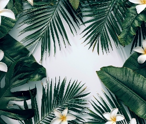 Kwiaty, Grafika, Liście, Zielone, Plumeria