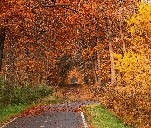 Drzewa, Park, Droga, Liście, Jesień