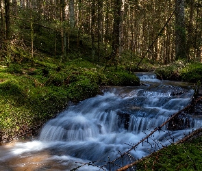 Niemcy, Drzewa, Las, Rzeka Waldnaab