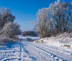 Białe, Droga, Krzewy, Drzewa, Zima