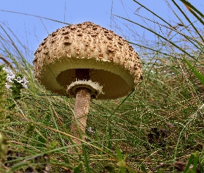 Źdźbło, Trawa, Grzyb, Czubajka kania