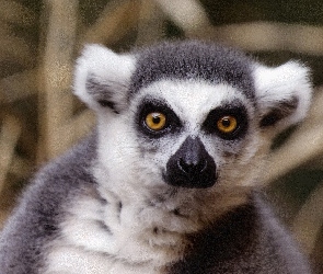 Lemura, Oczy