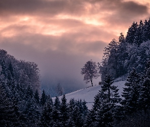 Góry, Poranek, Las, Drzewa, Zima