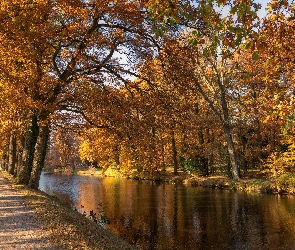 Pożółkłe, Drzewa, Park, Liście, Ścieżka, Jesień, Rzeka