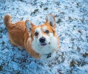 Welsh corgi pembroke, Spojrzenie, Trawa, Zima, Pies
