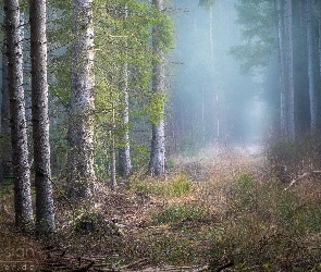 Drzewa, Trawa, Las, Mgła
