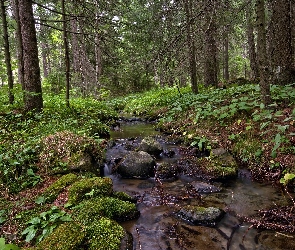 Drzewa, Kamienie, Potok, Strumień, Las