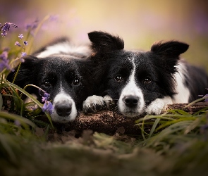 Border collie, Psy, Dwa, Biało-czarne