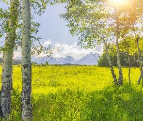 Brzozy, Drzewa, Wyoming, Promienie słońca, Góry, Stany Zjednoczone, Park Narodowy Grand Teton
