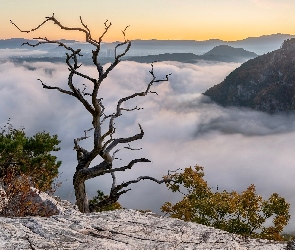 Skały, Drzewo, Krzewy, Mgła, Góry