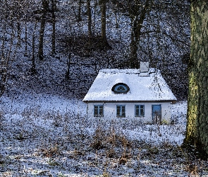 Trawa, Drzewa, Las, Zima, Śnieg, Dom