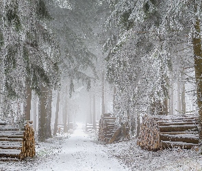 Kłody, Droga, Śnieg, Zima, Las, Drzewa