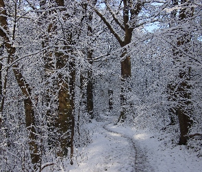 Śnieg, Droga, Las, Zima, Drzewa, Ścieżka